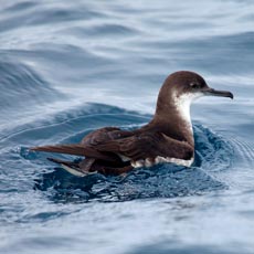 Fura-bucho-do-atlântico | Autor: Luis Ferreira