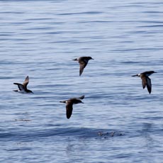 Fura-bucho-do-atlântico | Autor: Mark Hodgson