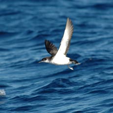 Fura-bucho-do-atlântico | Autor: Pedro Geraldes