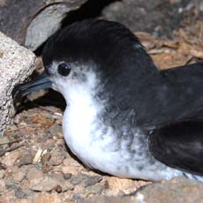 Pintainho | Autor: Ana Isabel Fagundes