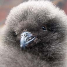 Alma-negra | Autor: Carlos Sanchez