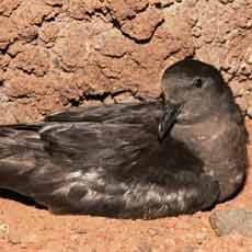 Alma-negra | Autor: Carlos Sanchez