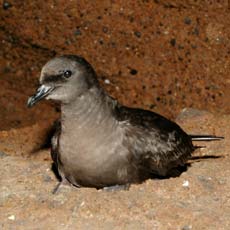 Alma-negra | Autor: Carlos Sanchez