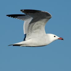 Gaivota-de-audouin | Autor: Pedro Geraldes