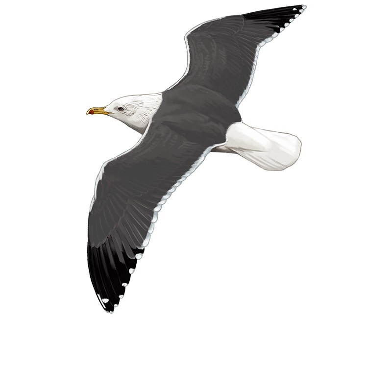 Gaivota-d’asa-escura