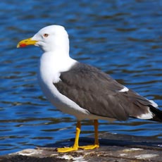 Gaivota-d’asa-escura | Autor: Stefan Berndtsson