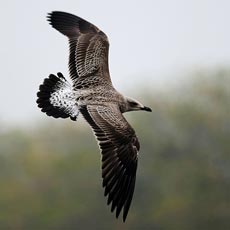 Gaivota-d’asa-escura | Autor: Maarten van Kleinwee