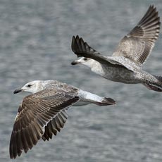 Gaivota-d’asa-escura | Autor: Maarten van Kleinwee