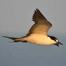 Garajau-de-dorso-preto | Autor: Nuno Barros