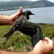 Garajau-de-dorso-preto | Autor: Tania Pipa