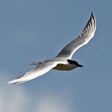 Tagaz | Autor: Michael Sveikutis