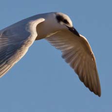 Tagaz | Autor: Jim Bendon