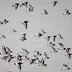 Ostraceiro | Autor: Donal Macauley
