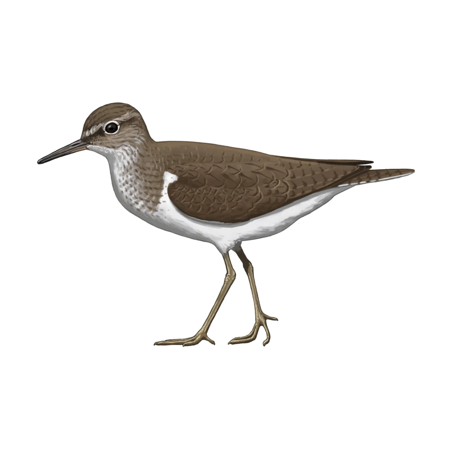 Species illustration