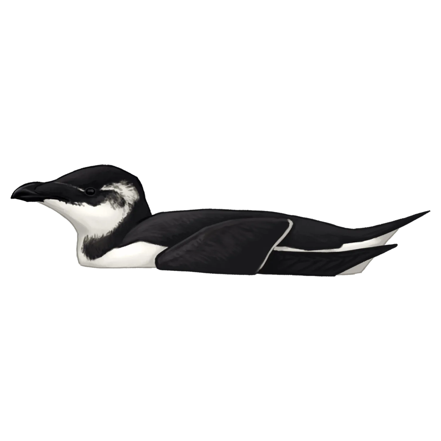Species illustration