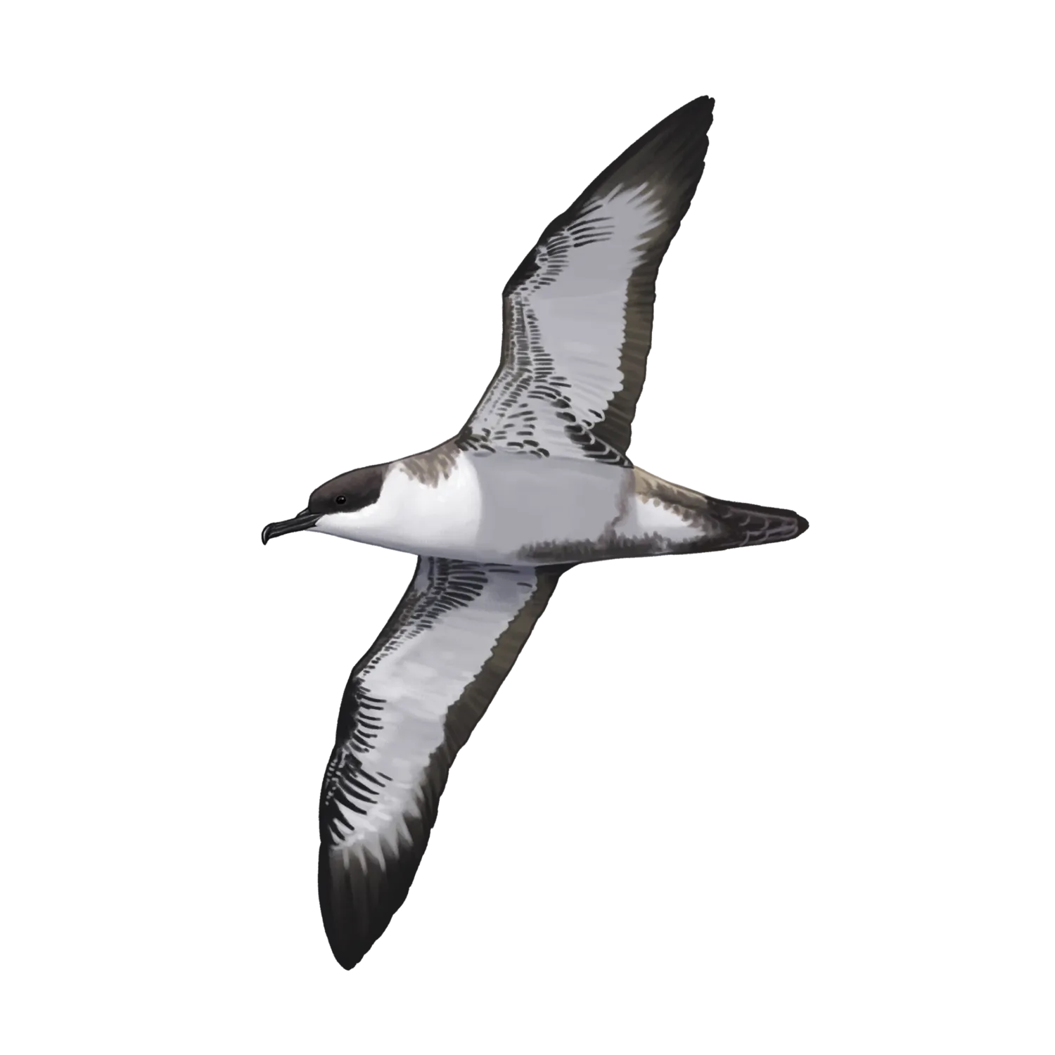 Species illustration