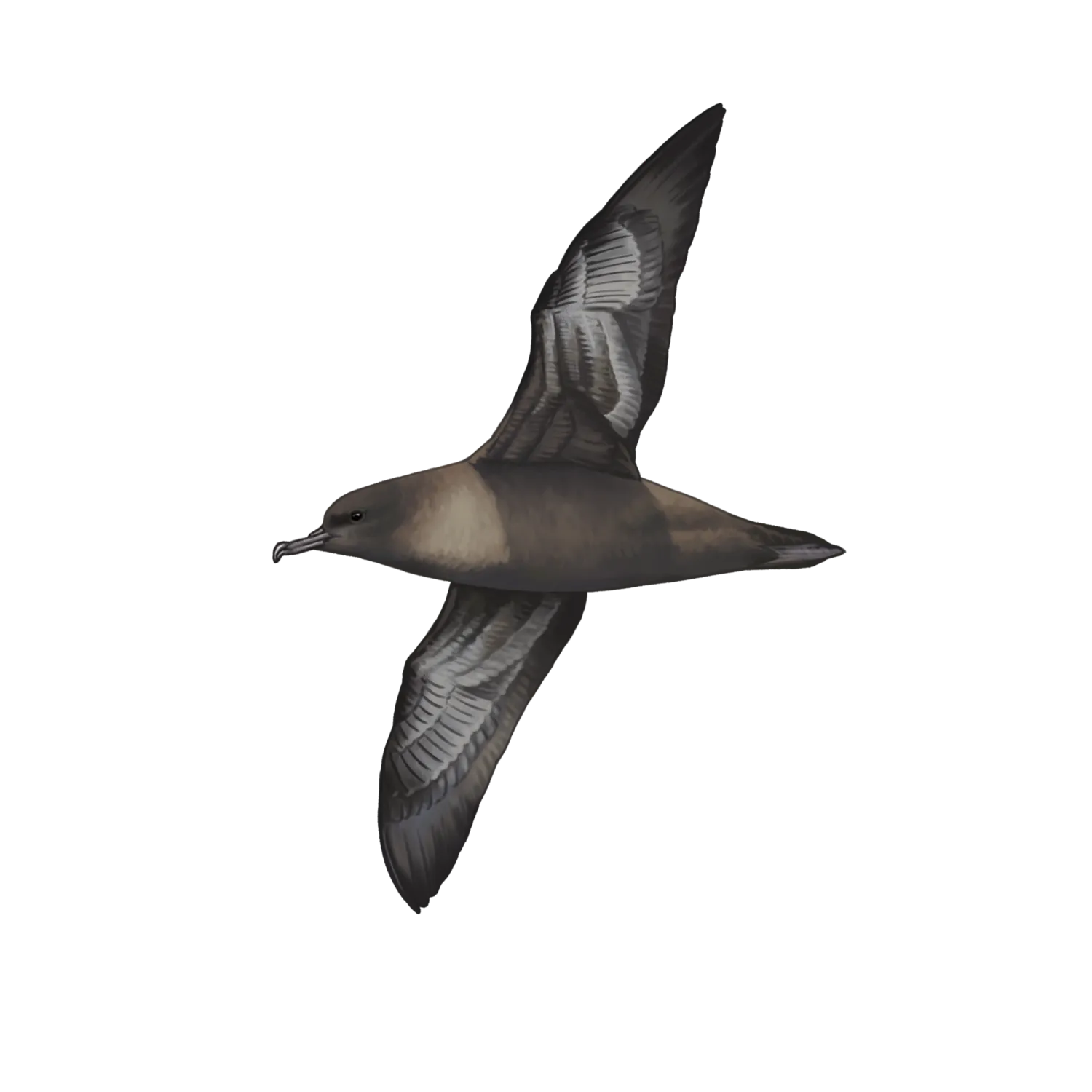 Species illustration