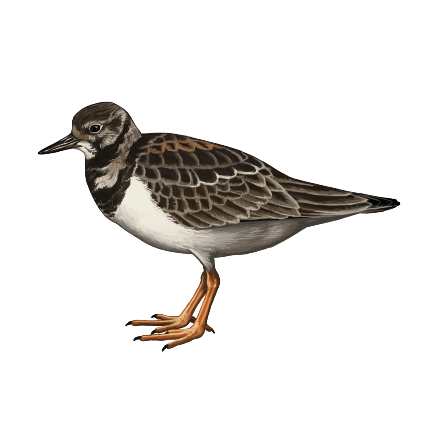 Species illustration