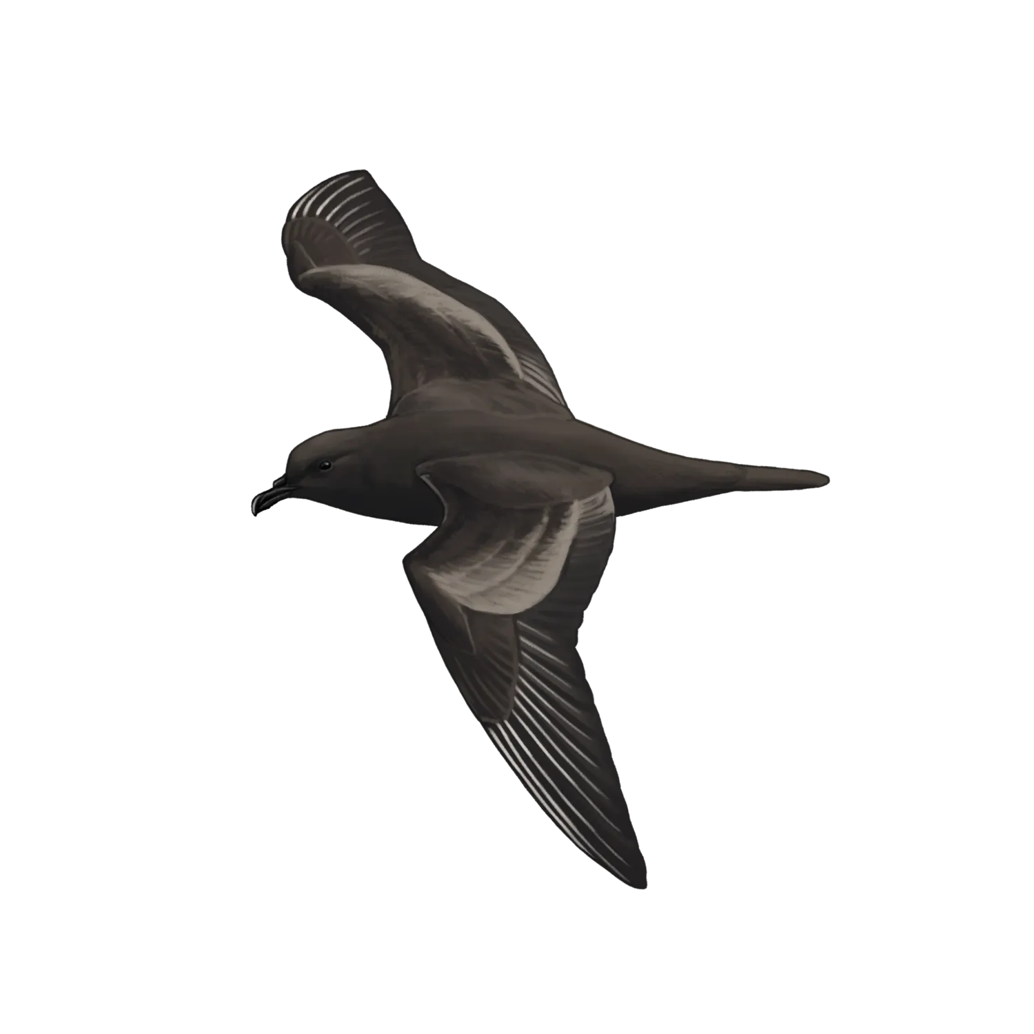 Species illustration