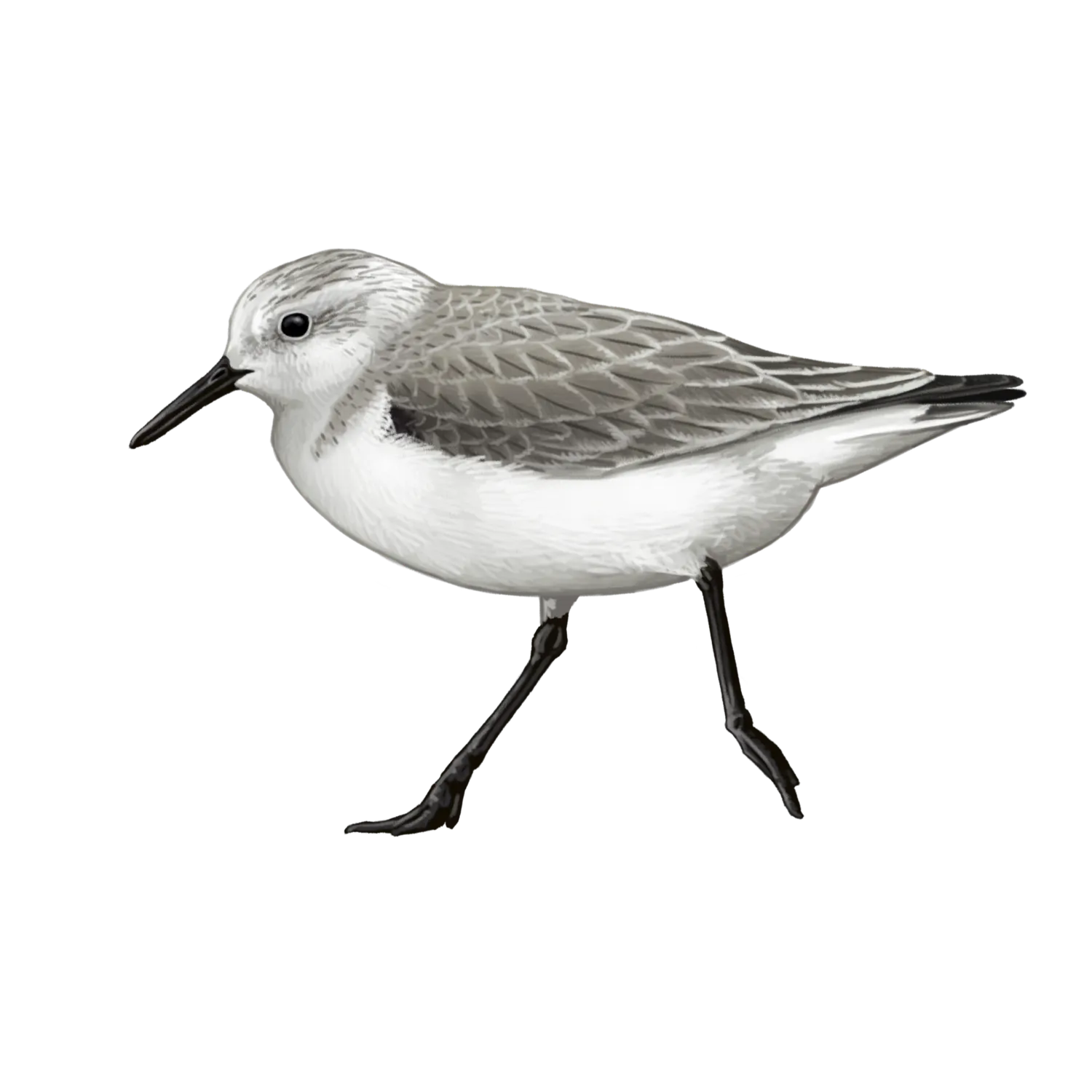 Species illustration