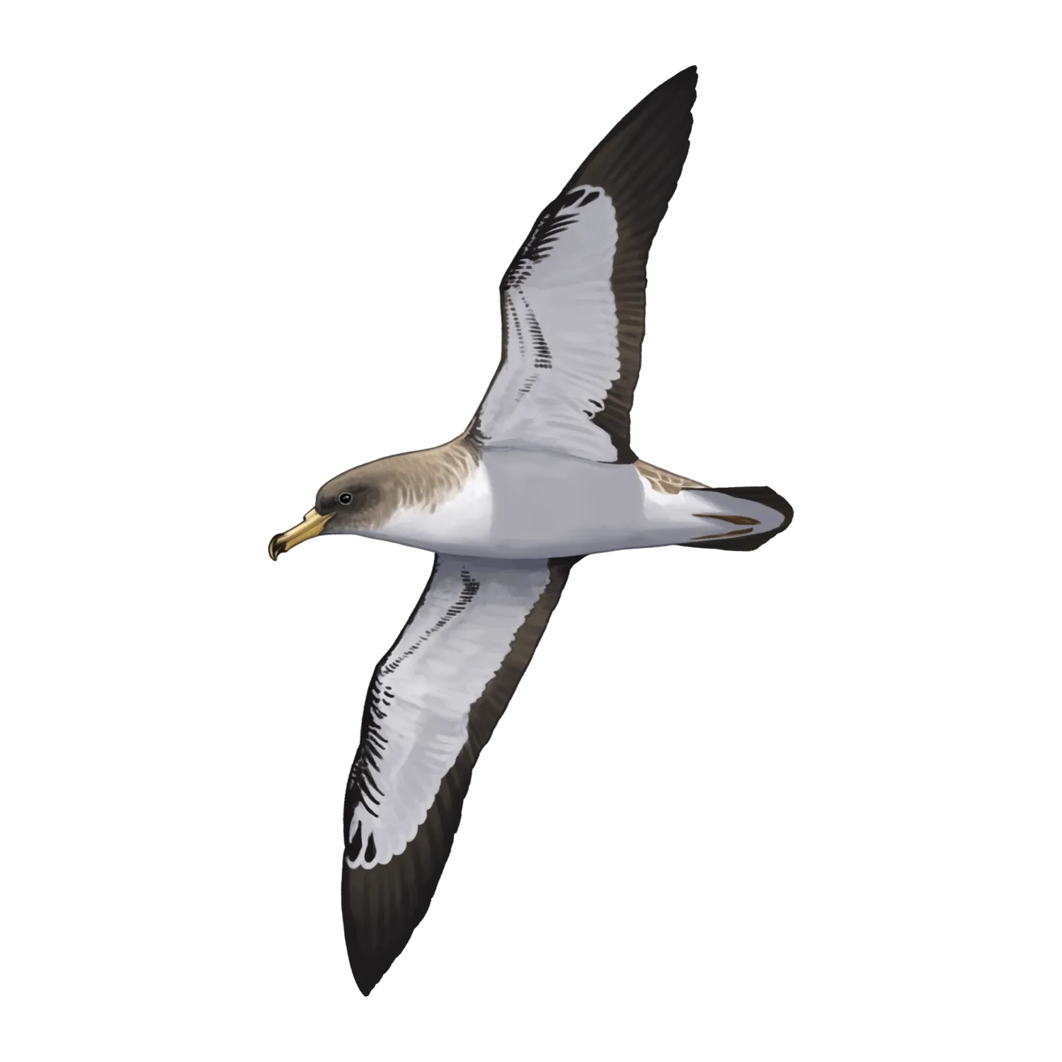 Species illustration
