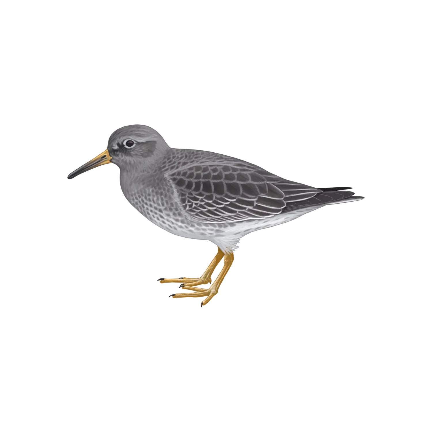 Species illustration