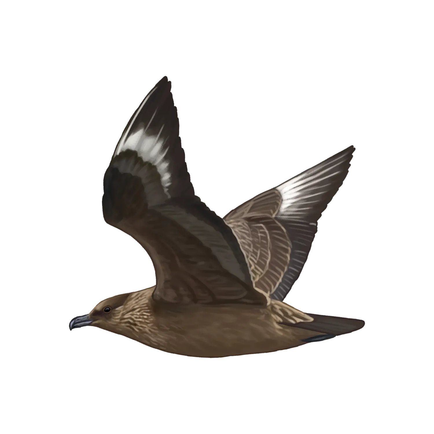 Species illustration
