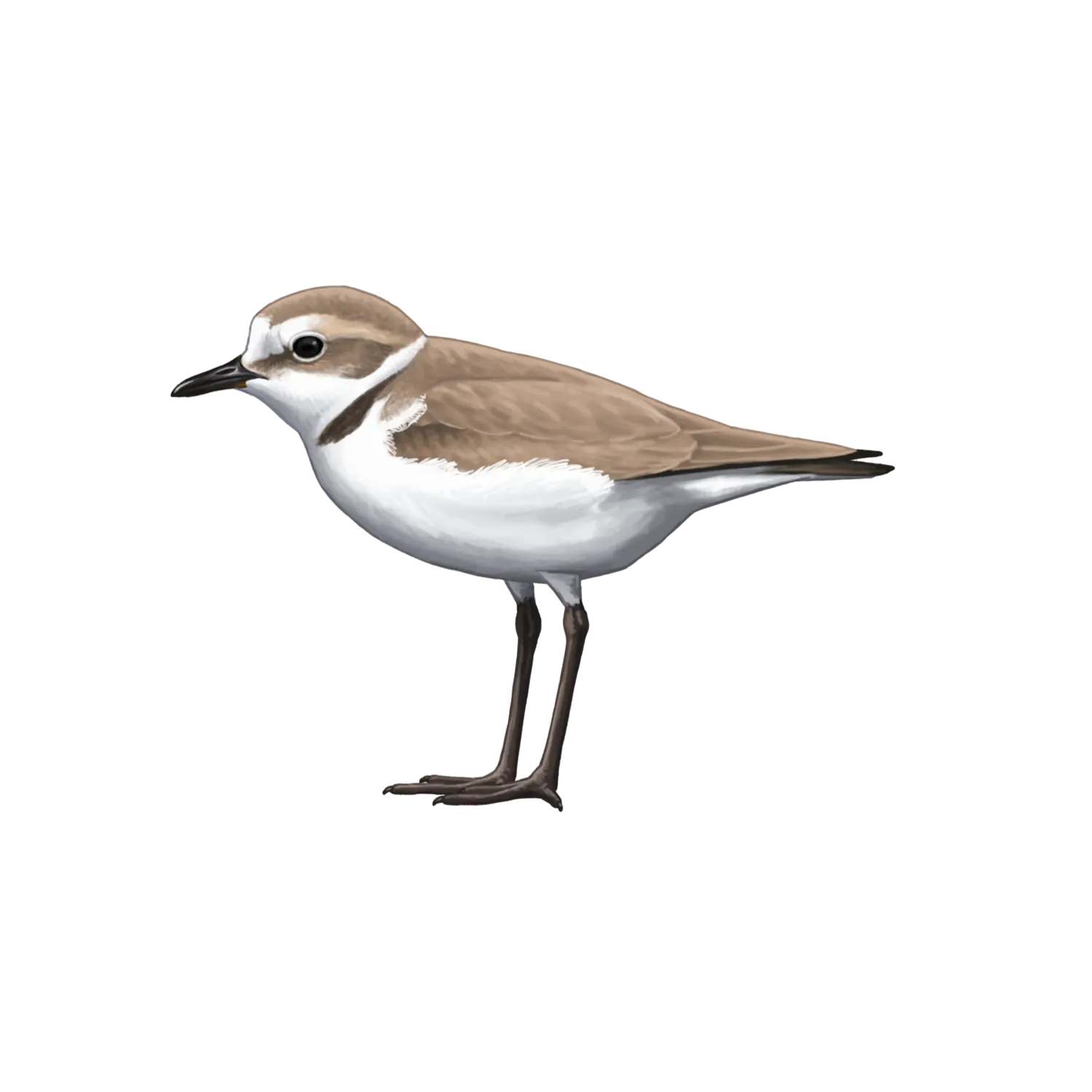 Species illustration