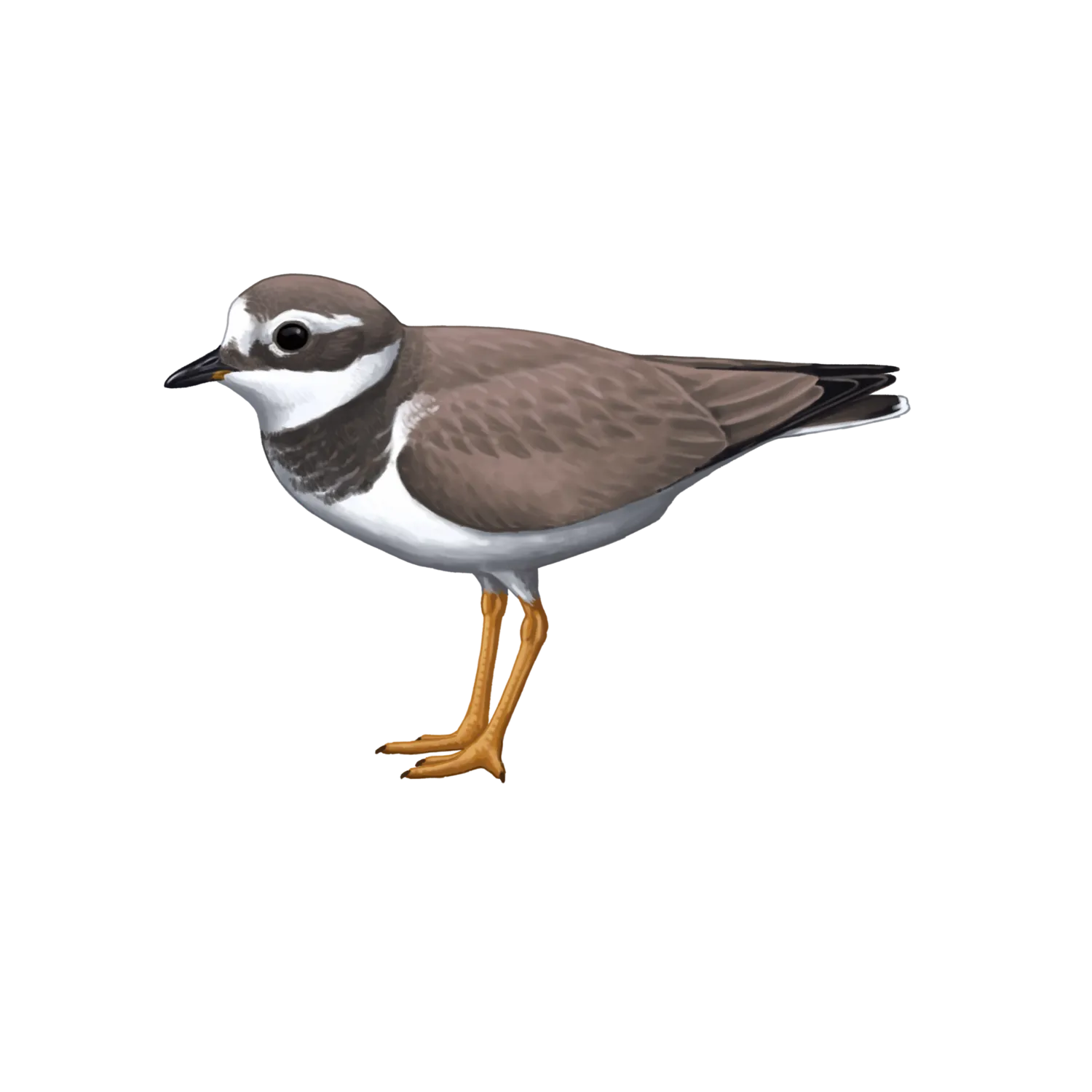 Species illustration