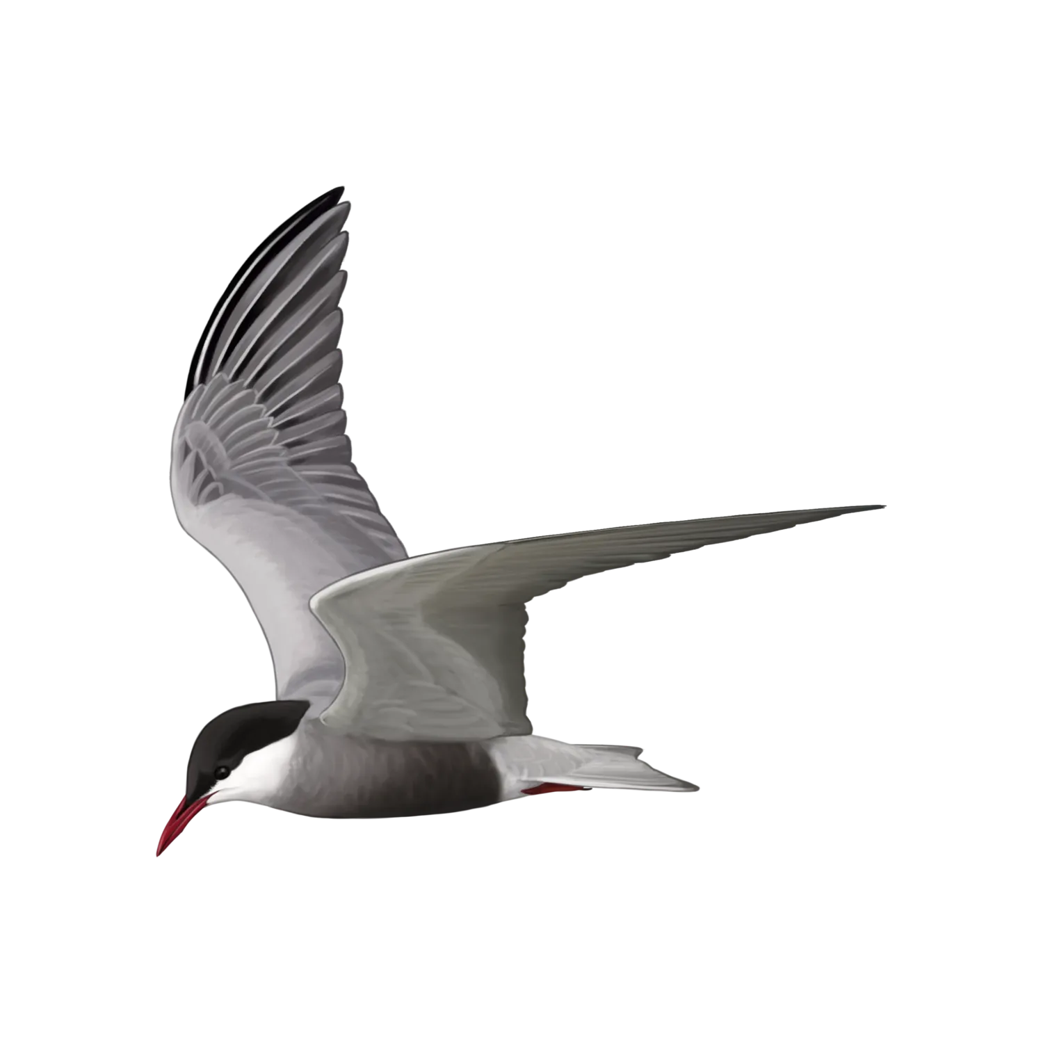 Species illustration