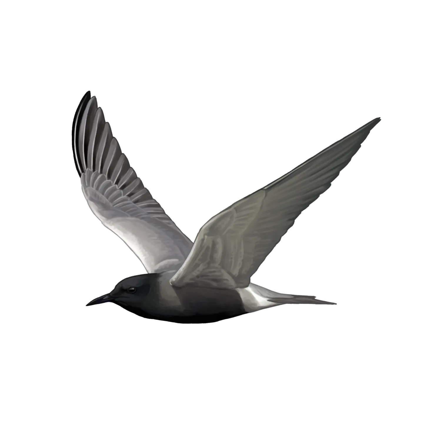 Species illustration