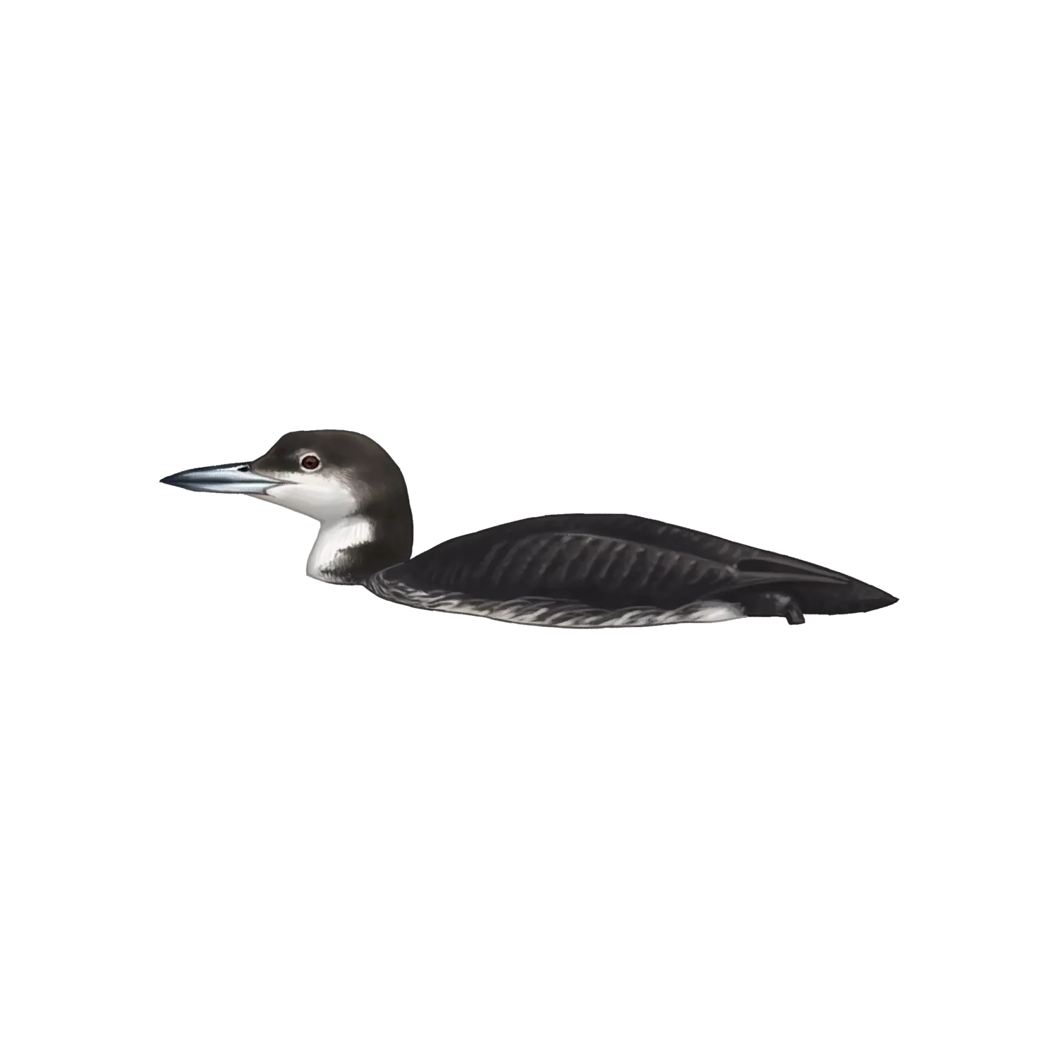 Species illustration