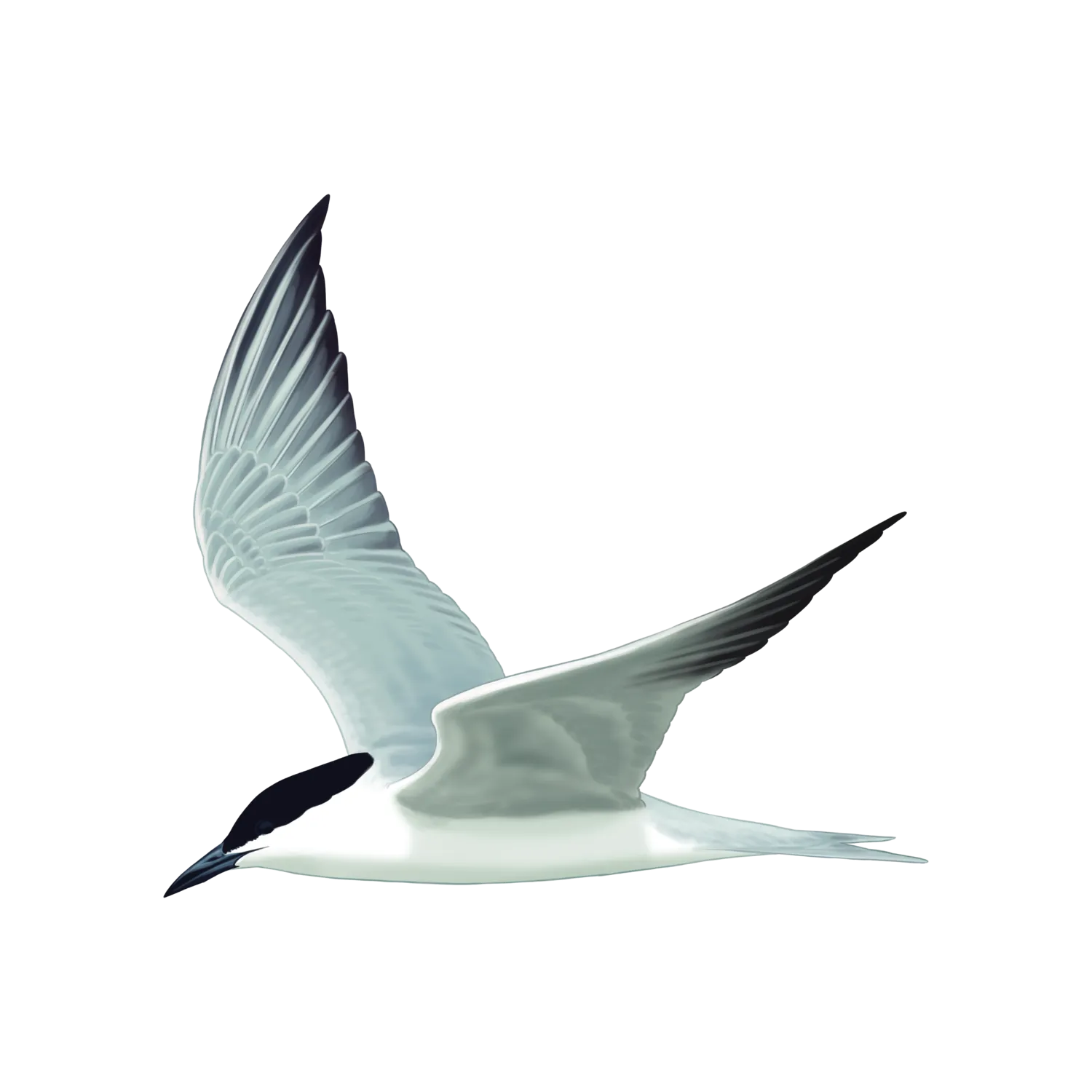 Species illustration