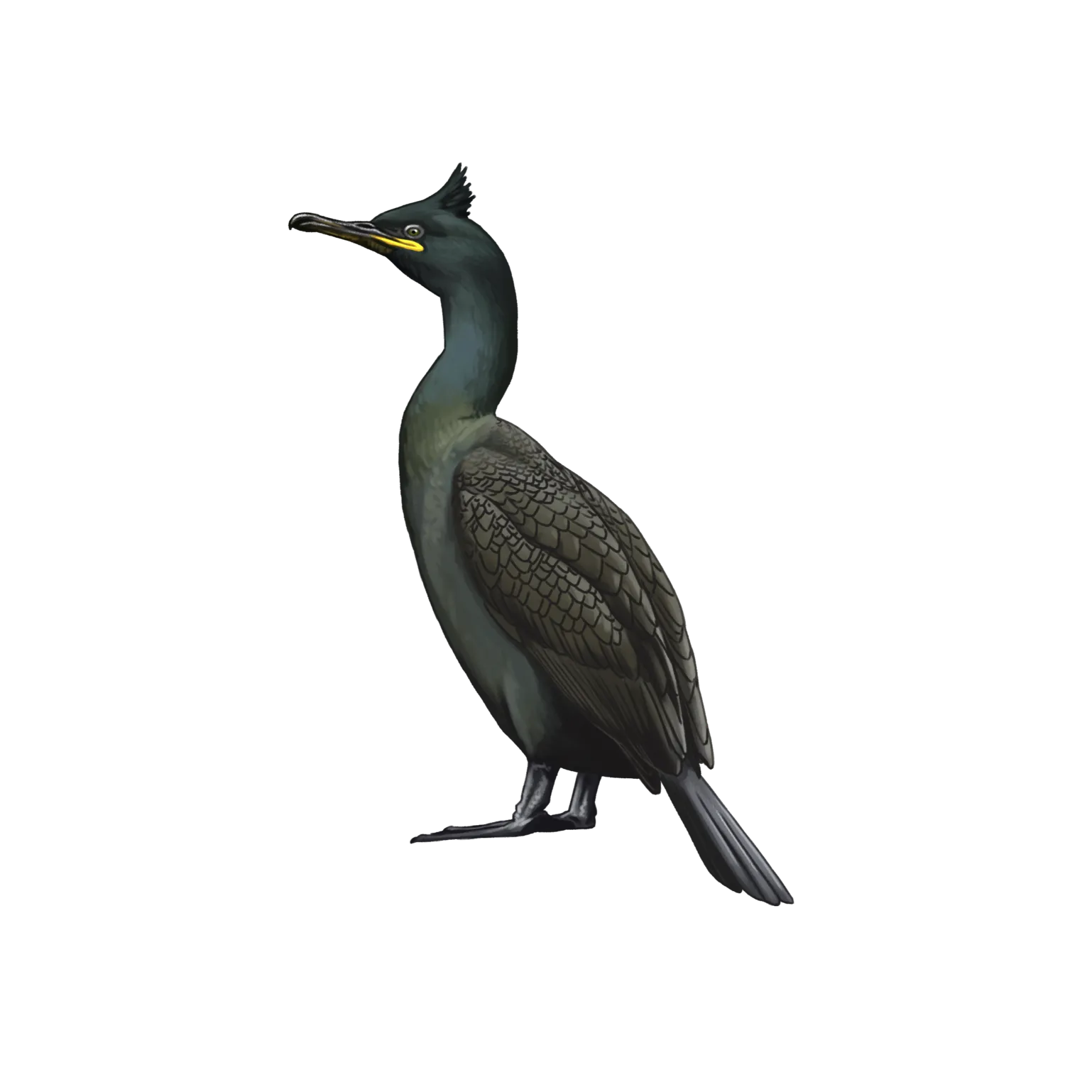 Species illustration