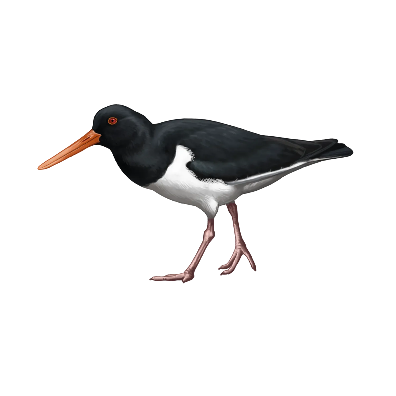 Species illustration
