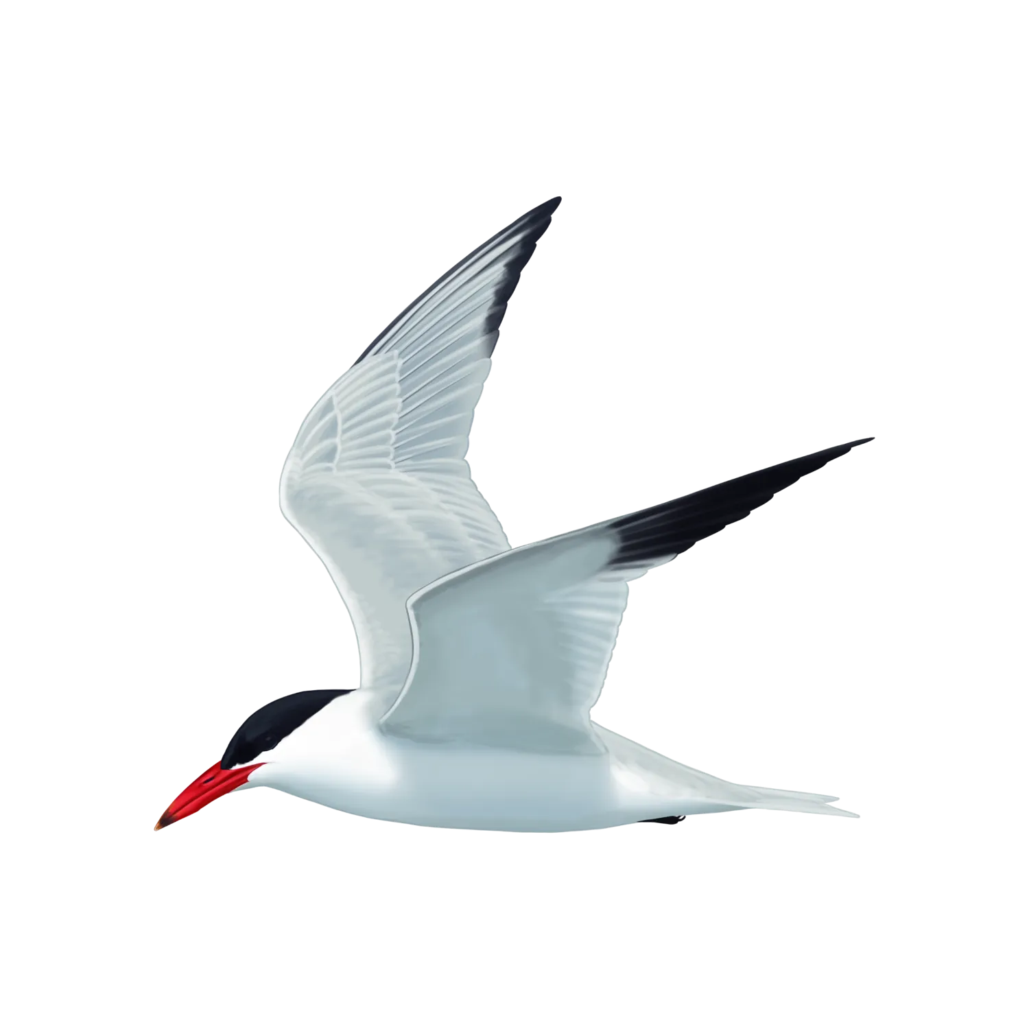 Species illustration