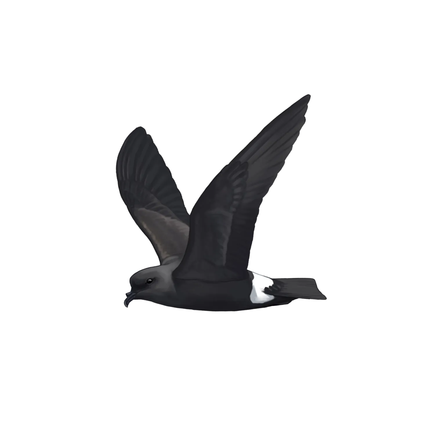 Species illustration
