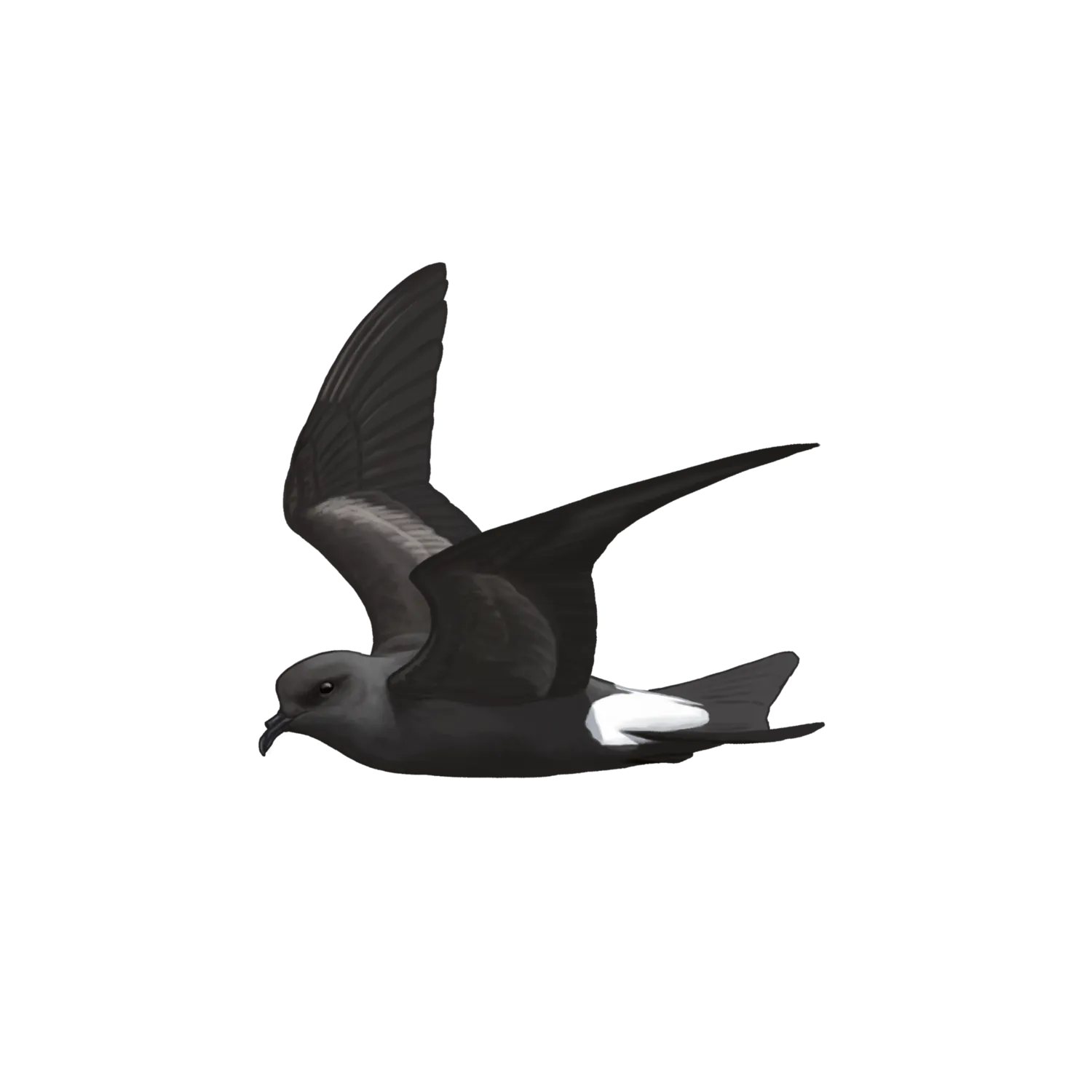 Species illustration