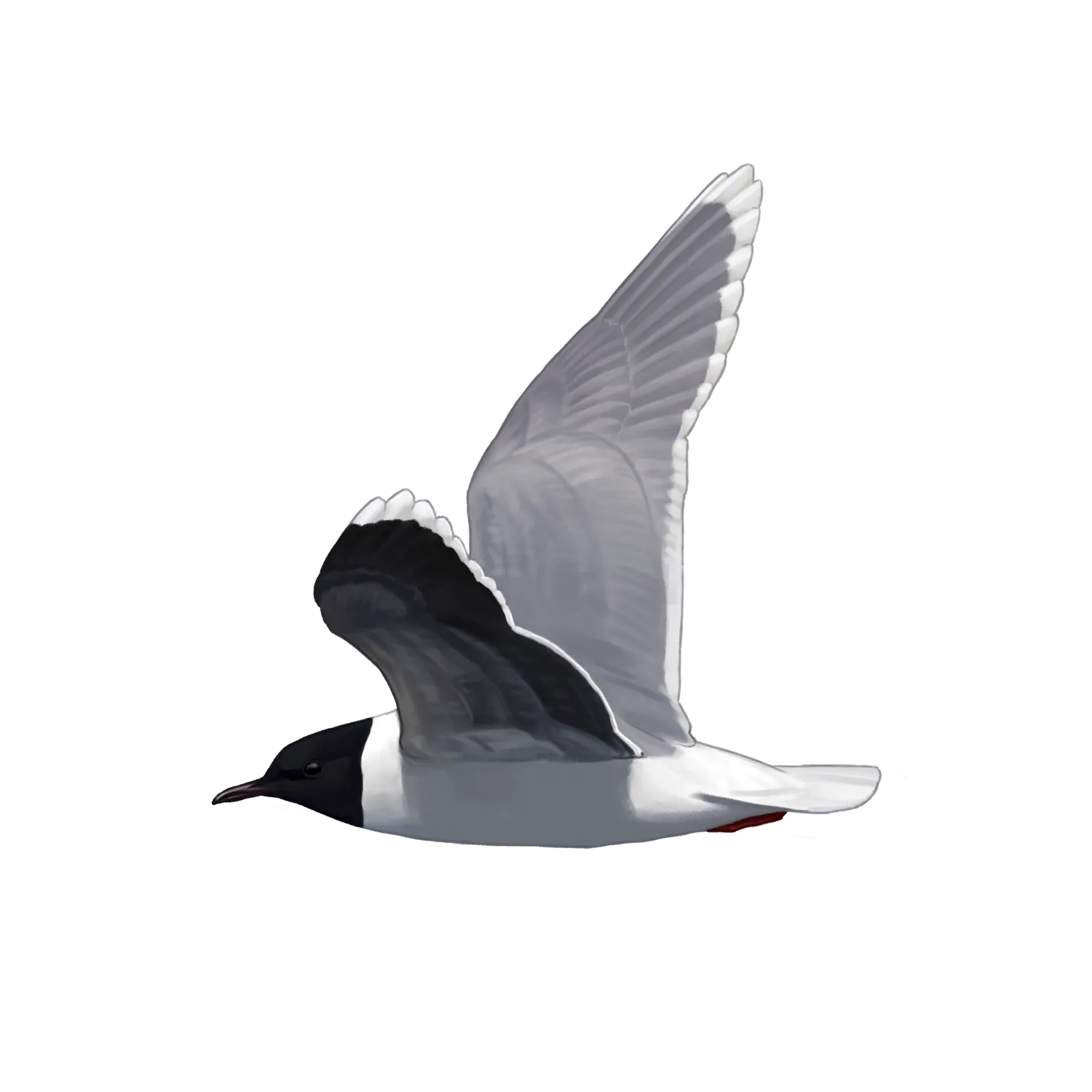 Species illustration