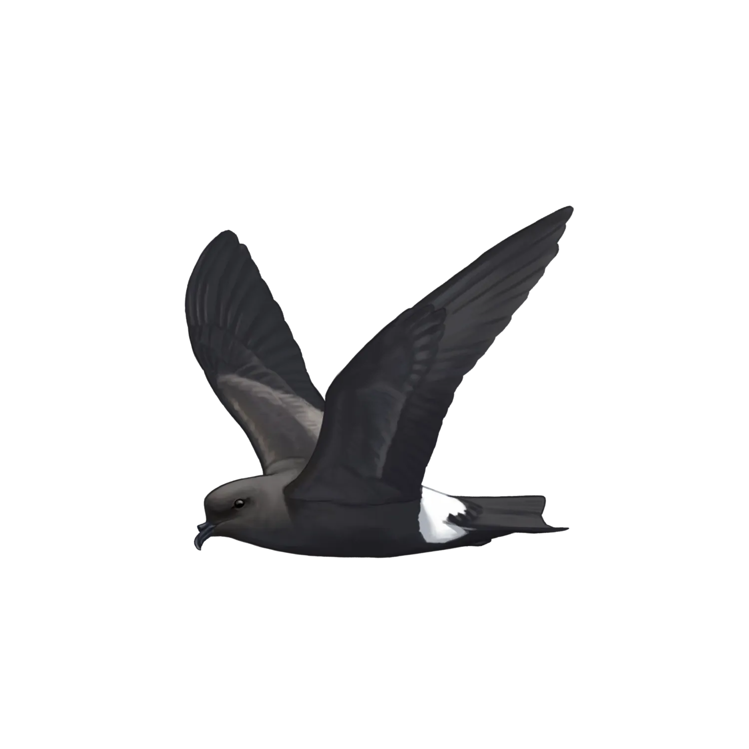 Species illustration