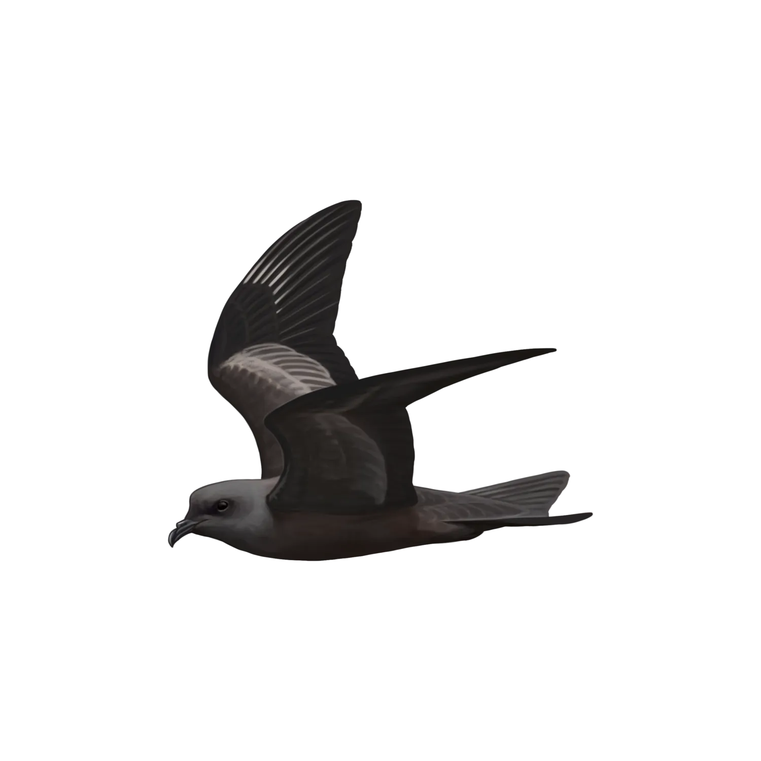 Species illustration