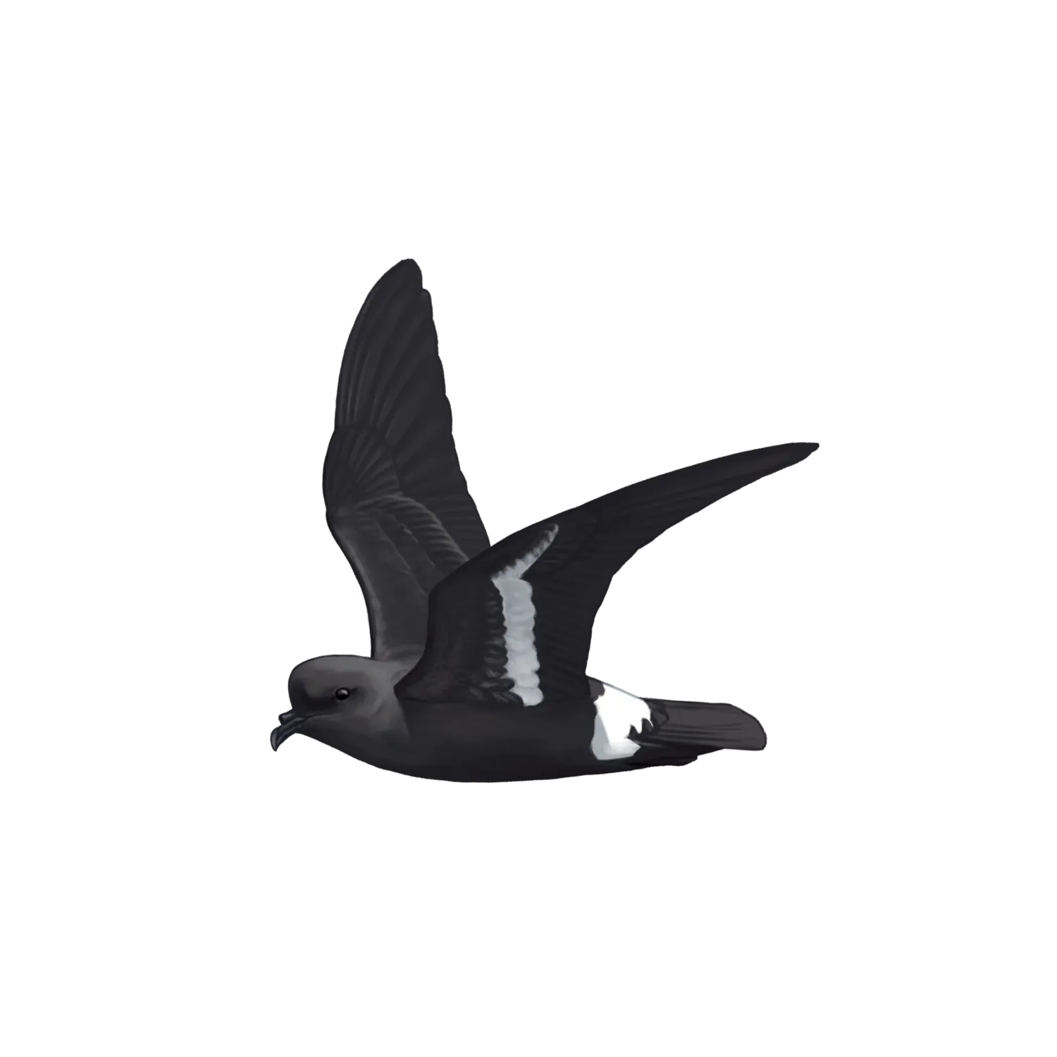 Species illustration