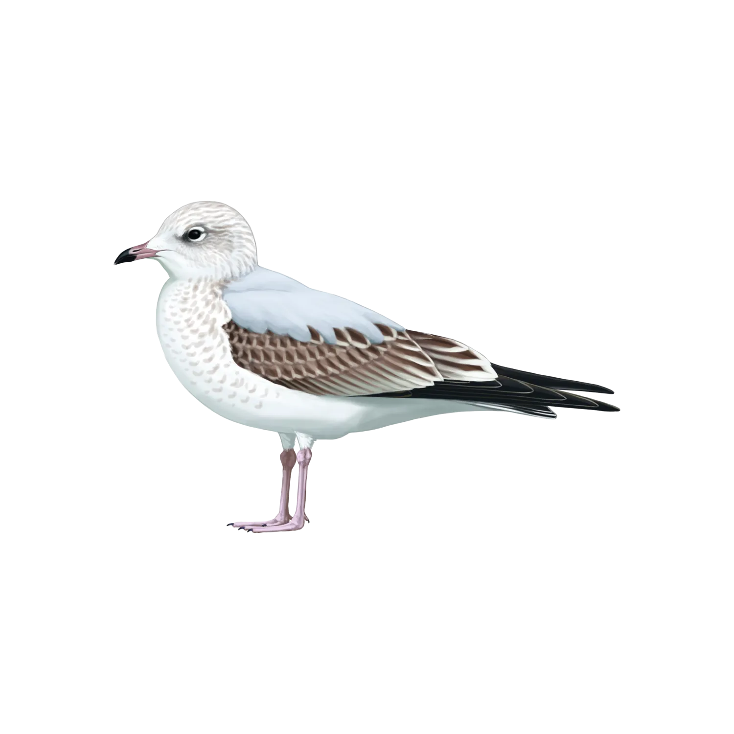 Species illustration