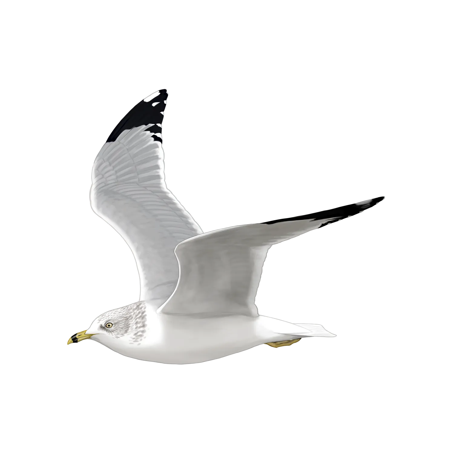 Species illustration