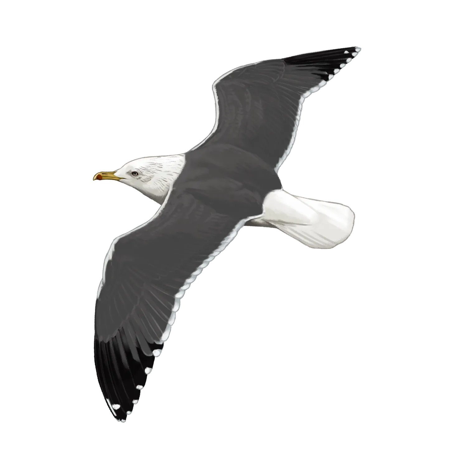 Species illustration