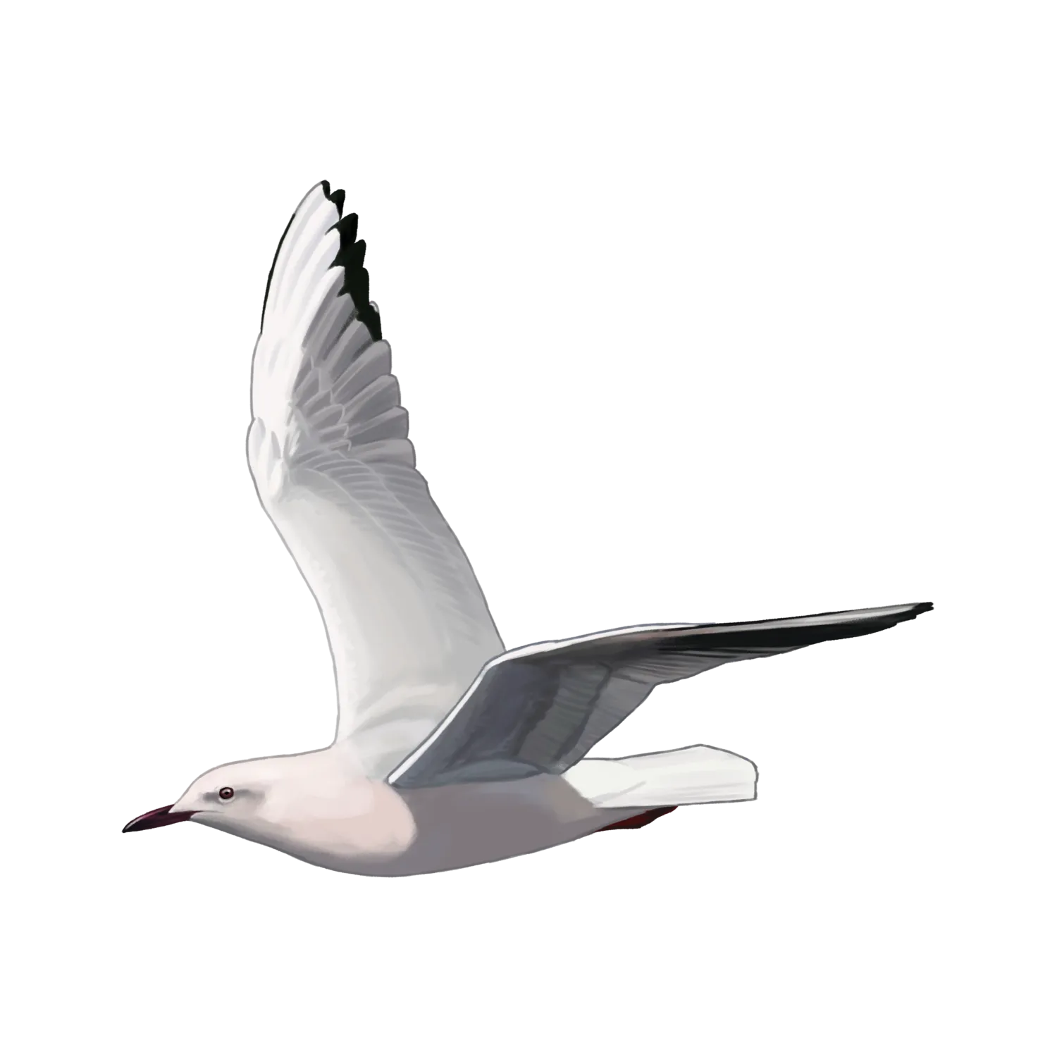 Species illustration