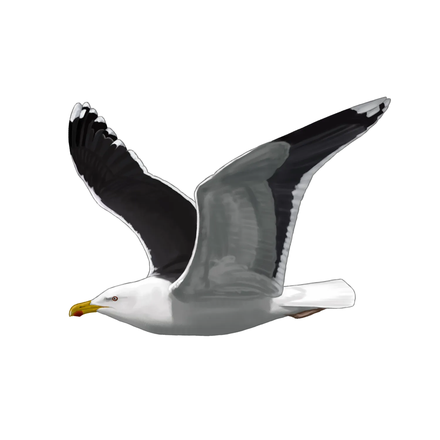 Species illustration