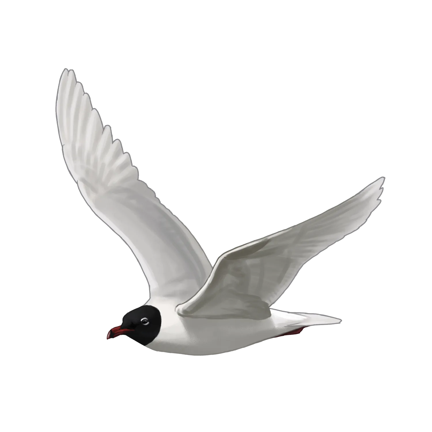 Species illustration