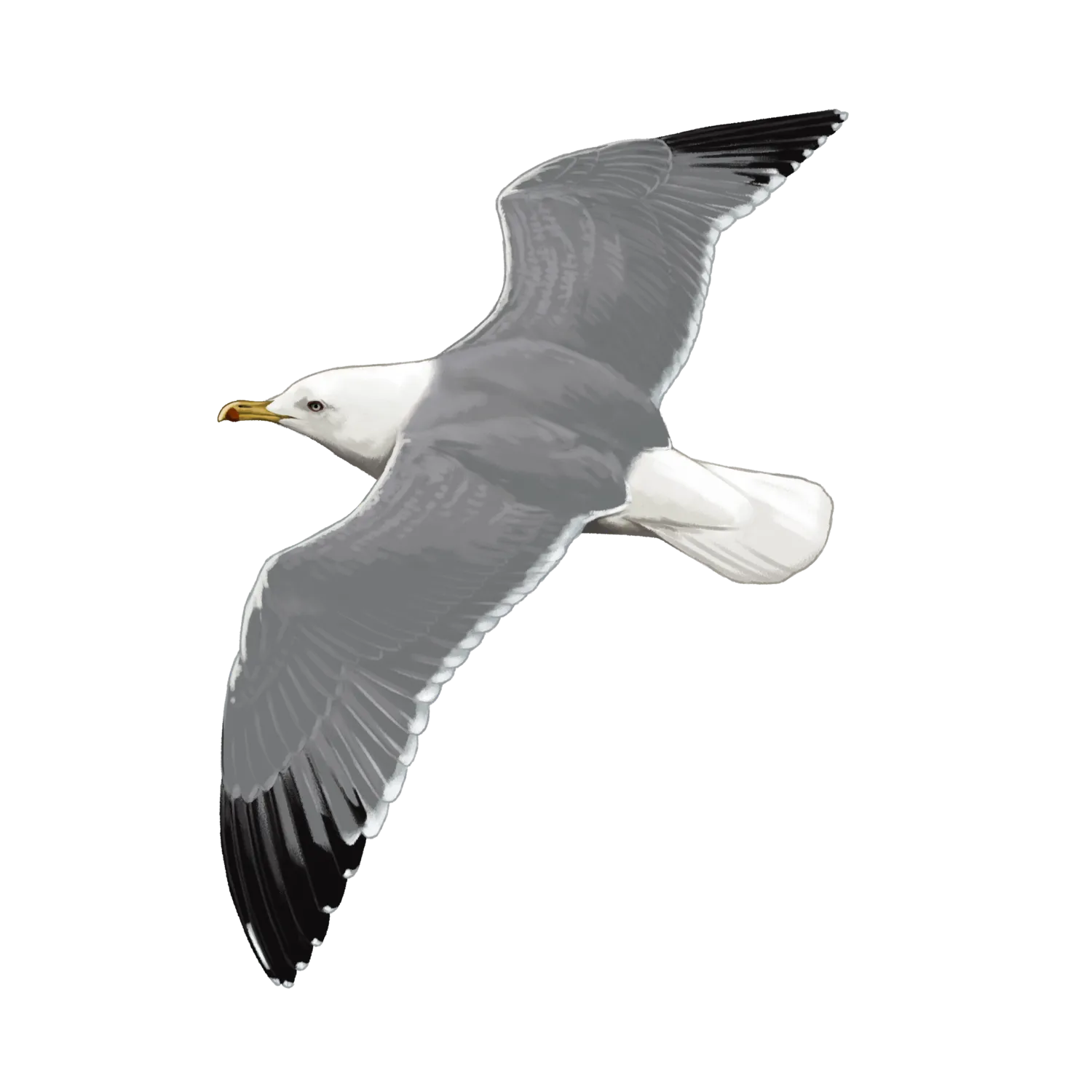 Species illustration