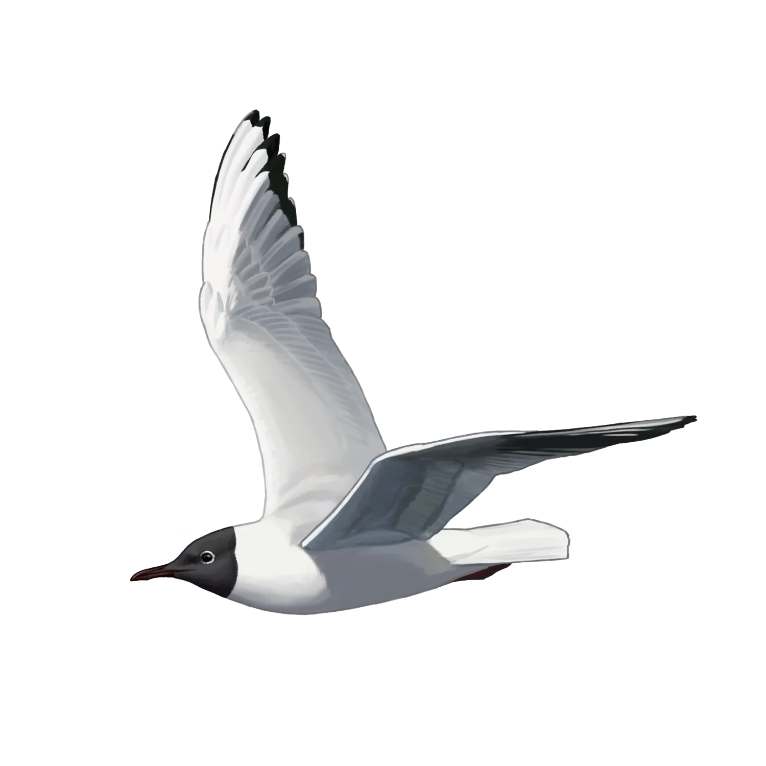 Species illustration